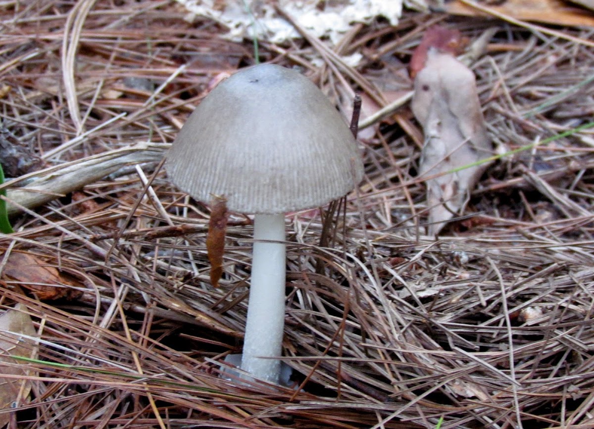 Coprinus radiante