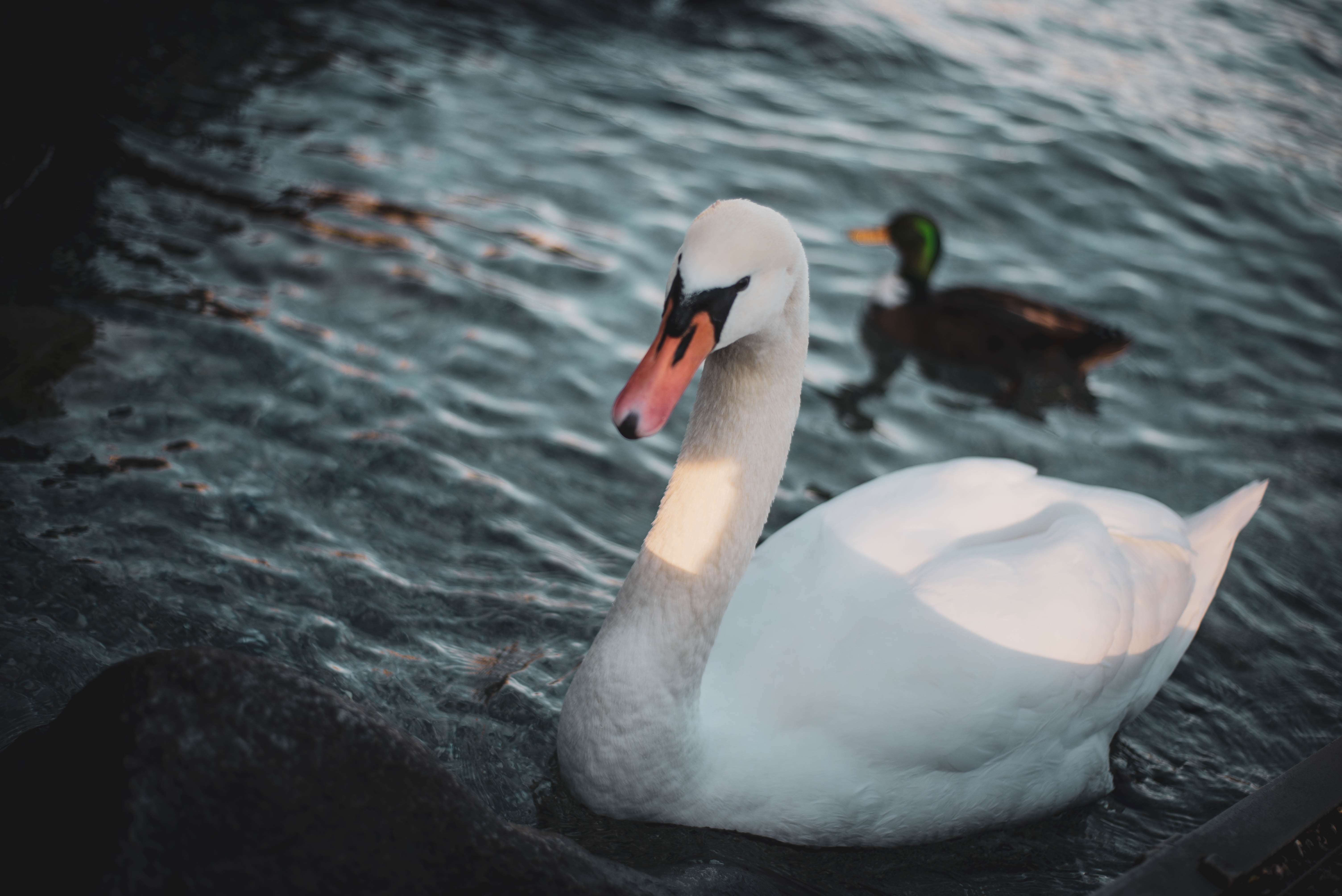 Cigno sul garda-2019 di Chiarucciandrea