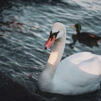 Cigno sul garda-2019 di Chiarucciandrea