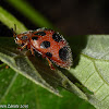 Leaf Beetle mimic of a Lady Bug