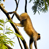 Hanuman langur, Southern plains Gray Langur