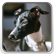 Greyhound Theme - Nova/ADW  Icon