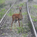 White-tailed Deer