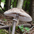 The parasol mushroom