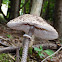 The parasol mushroom