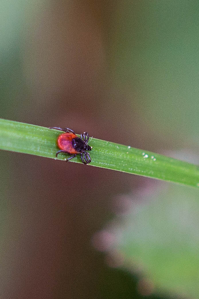 Sheep tick or Castor bean tick