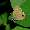 Black Hairstreak