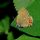 Black Hairstreak