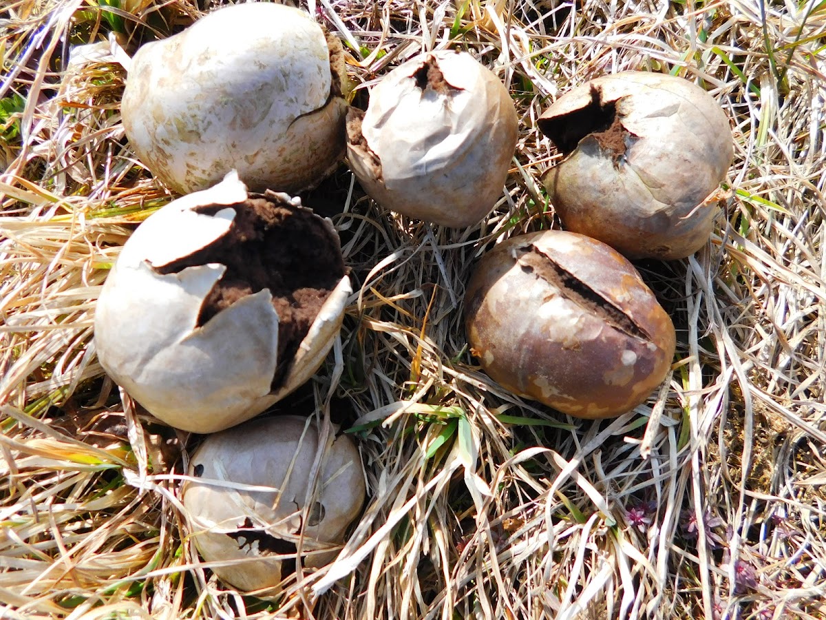 Tumbling Puffball