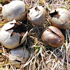 Tumbling Puffball