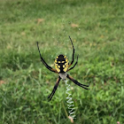 Yellow Garden Spider