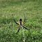 Yellow Garden Spider