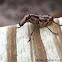 Fungus weevil