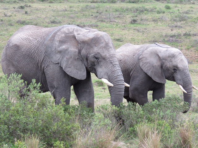 African Elephant