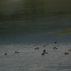 Greater Scaup