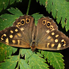 Speckled Wood