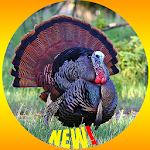 Cover Image of ดาวน์โหลด Turkey Wallpaper HD 2.1.2 APK