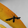 Polka - dot wasp moth