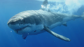 Guadalupe: Island of the White Shark thumbnail