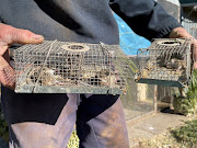 Grain farmer Norman Moeris disposes of mice caught in traps on his property as parts of New South Wales experience a 'mouse plague', in Gilgandra, Australia, May 30, 2021. 