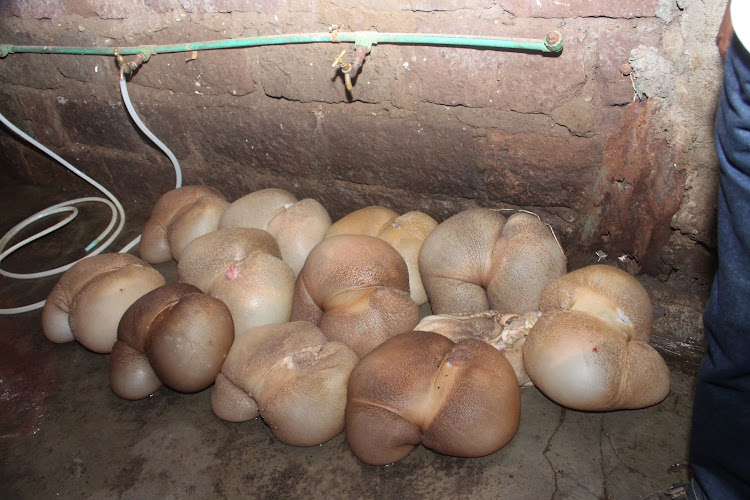 Kidneys on the floor of one of the illegal meat storage structures in Kiamaiko on September 23, 2019.