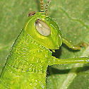 Bird Grasshopper (nymph)