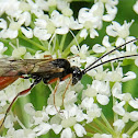 Ichneumon Wasp