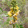 Winged Sumac