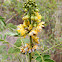 Winged Sumac