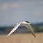 Forster's Tern