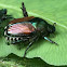 Japanese beatle