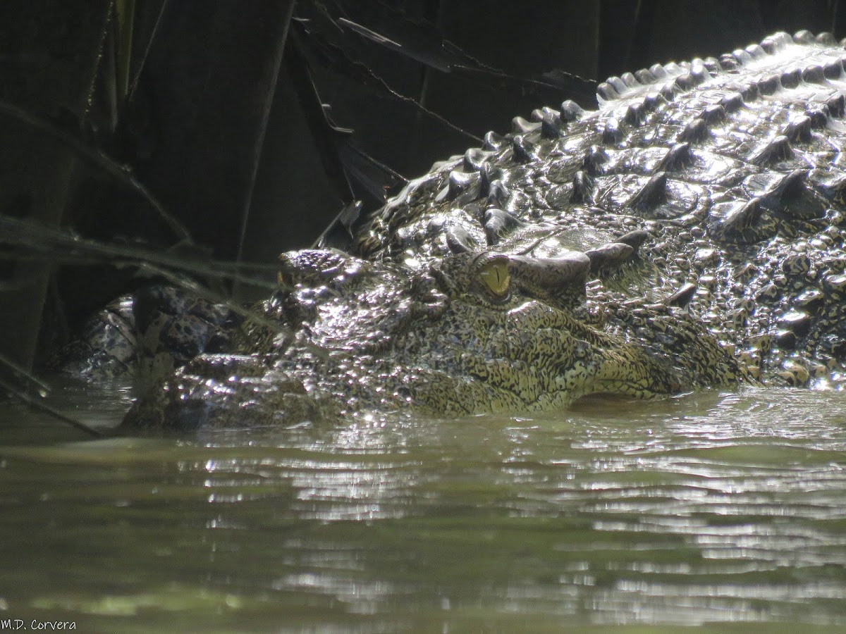 Indo-Pacific Crocodile