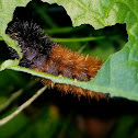 Isabella tiger moth, (woollybear).