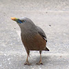 Chestnut-tailed Starling