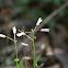 Slender Toothwort