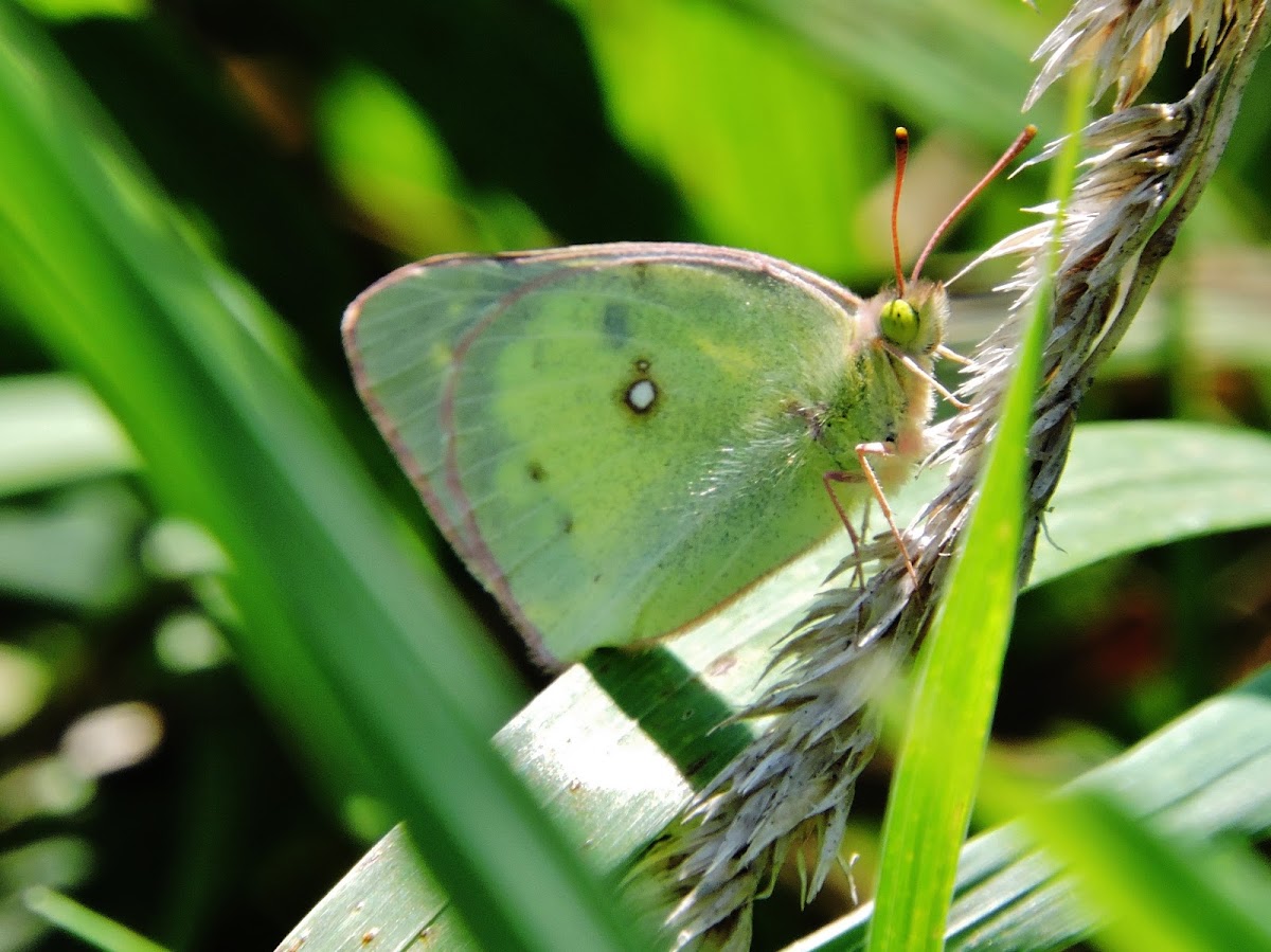 Scudder's Willow sulphur butterfly