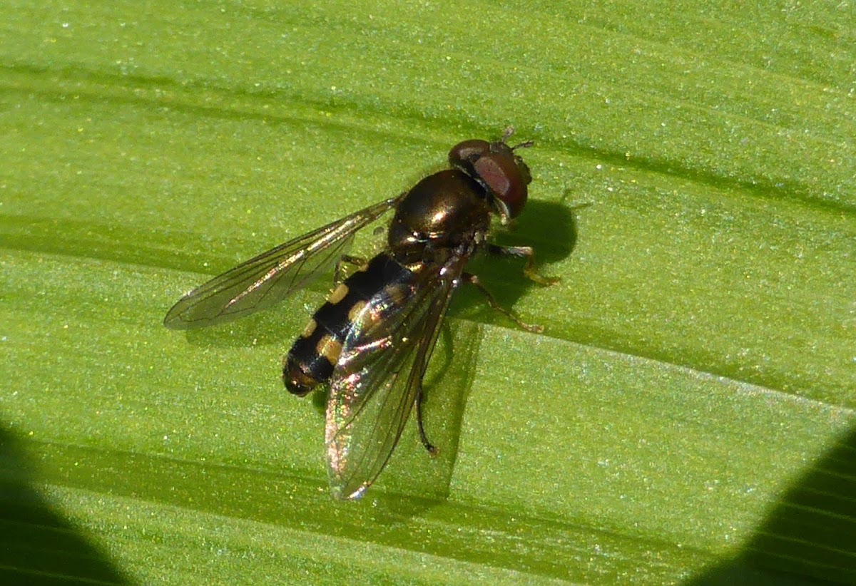 Syrphid Fly