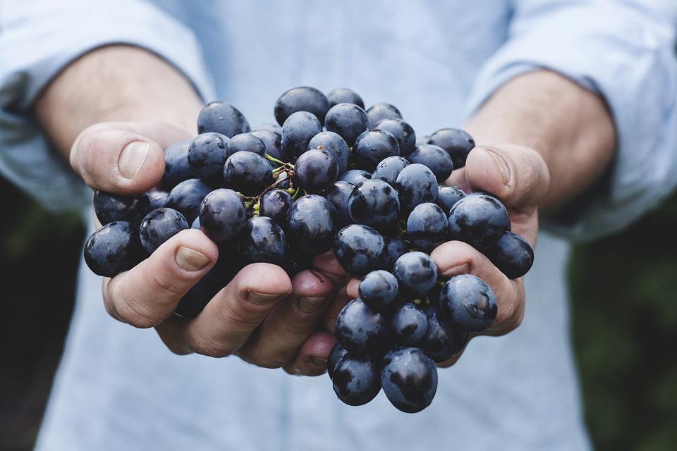 Alimentos orgânicos