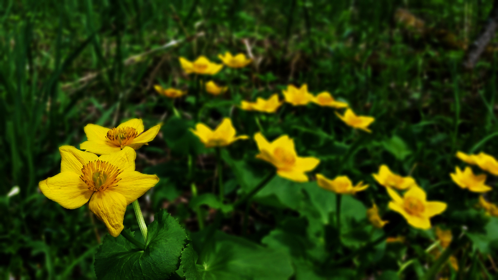 Marsh Marigold