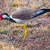 Red-wattled lapwing