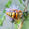 Western cicada killer