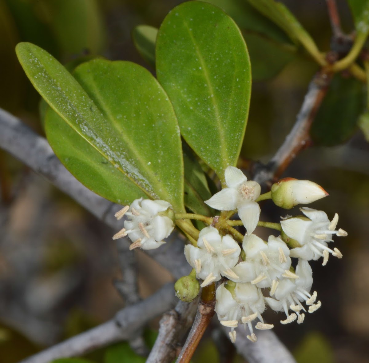 River Mangrove