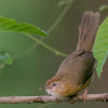 TAWNY BELLIED BABBLER