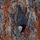 White-breasted Nuthatch