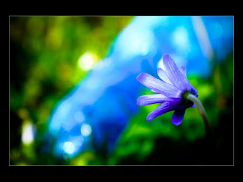 Colori naturali e colori artificiali di Dario Pace