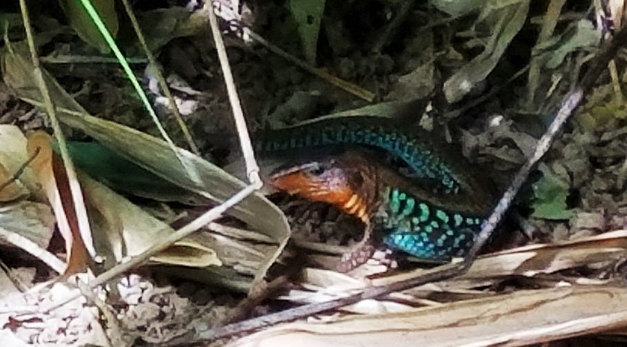 Central American Banded Gecko