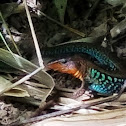 Central American Banded Gecko