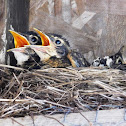 American Robin