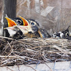 American Robin