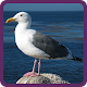 Download Quiz ptaków For PC Windows and Mac 7.4.2z